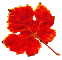 red wine-leaf