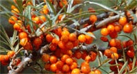 Sanddorn Hippophae rhamnoides