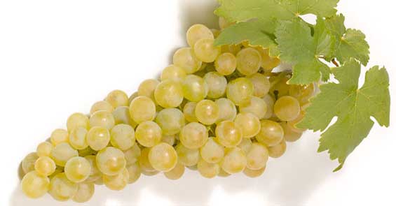 Weintrauben Vitis Vinifera